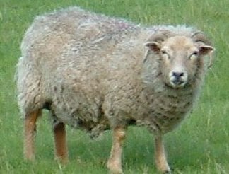Горицвет за овца
